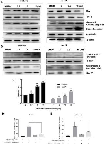 Figure 5 Mitochondrial apoptosis mediates the apoptosis of EC cells induced by OSU-03012. (A) Western blot analysis of apoptosis-related proteins expression in EC cells treated with OSU-03012 for 48 h. (B) Western blot analysis of cytochrome C expression in the cytoplasm of EC cells treated with OSU-03012 for 48 h. (C) The ratio of Bax/Bcl-2 in EC cells after treated with OSU-03012 for 48h. (D and E) Inhibition of caspase-9 activity reduced the induction of death of EC cells by OSU-03012. Data was expressed as mean ± SD. t-test was used for the statistical analysis versus the control group. *p < 0.05, **p < 0.01, ***p < 0.001, ****p < 0.0001, ns (Non-significant difference, p > 0.05).