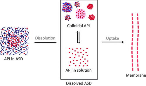 Figure 1. Basic concept of drug uptake from ASDs. From the solid state of ASDs (drug-rich particles of pure drug (ALPS), drug-rich particles containing polymers, micelles, and crystals), a complex mixture of API in solution and colloidal API emerges, from which the drug uptake through the intestinal membrane is induced.