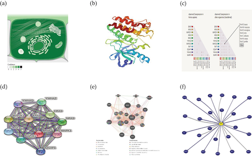 Figure 4. Genomic structure of the human B-Raf proto-oncogene or serine/threonine kinase (BRAF)[Homo sapiens (human) gene (BRAF)]. a) Subcellular localization of the BRAF protein, with darker colors indicating more copiousness. b) 3D structure of the BRAF protein. c) BRAF gene coexpression. d) Protein – protein interaction using the STRING database. e) Gene-gene interaction using gene MANIA database. f) BRAF gene interaction and pathways from curated databases and text-mining, genes in the interaction graph are connected by a number of different line types, with each type of line and the line properties themselves indicating different levels of support from text mining and databases. [data source: Ensembl.Org, NCBI database, compartment database, X2K web database, gene mania, and STRING version 11.0].