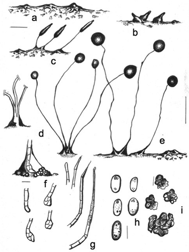 Figure 6. Morphology of Raperostelium stabile, sp. nov. (strain M12A). a. Small, irregularly radiate aggregations with dendroid streams; one (or few) large stream connects each aggregation. Many small masses of pseudoplasmodia and myxamoebae remain on the substratum. b. Early sorogens rising up apart from each other: a large stream contacts another small aggregation (right). c. Late sorogens that keep the pseudoplasmodia bridge, and myxamoebae dispersed at the bases. d. Habits: tightly coremiform clustered lower sorocarps (left); four mature sorocarps (right). e. Two loosely clustered sorocarps (left); and one solitary decumbent sorocarp with a bridge to another aggregation (right). Sori are disproportionally large and of different sizes; lower sorophores in a tight coremiform cluster. f. Top: curved, clavate 3-celled base within a hyaline matrix of slime, surrounded by roundish cells. Below: four bases: 1-celled (left above), clavate 4-celled (left below), and two roundish bases (above and below right). g. Simple-celled tips: 1-celled (left), two pilliform tips (center), flexuous (right). h. Elliptical spores with polar-subpolar granules. Granules are consolidated of different shapes and sizes as well as unconsolidated dispersed. i. Free migrating globular myxamoebae with many black particles (above); joined myxamoebae (below). Bars: a, b, c = 100 µm; d, e = 0.7 mm (d left = out of scale); f, g = 10 µm; h = 5 µm; i = 7 µm