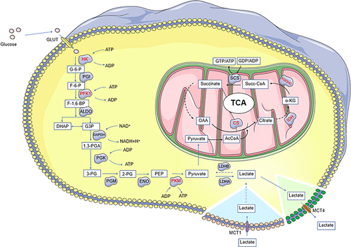 Figure 2 Glucose metabolic process. Glucose enters cells via glucose transporters (GULT). Many enzymes are involved in the process of anaerobic glycolysis. The production of pyruvate from glucose is catalyzed by three key enzymes: hexokinase (HK), 6-phosphofructokinase 1 (PKF1) and pyruvate kinase (PKM). Pyruvate is catalyzed by lactate dehydrogenase A (LDHA) to lactate. The tricarboxylic acid cycle (TCA) process is catalyzed by several key enzymes: citrate synthase (CS), isocitrate dehydrogenase (IDH) and ketoglutarate dehydrogenase complex (KGDHC). Blue areas (eg, red skeletal muscle, heart and neurons) and green areas (eg, white skeletal muscle fibers and astrocytes) indicate lactate transport in normal cells.