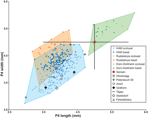 Figure 6. Length/width dimensions of upper premolars of the minute beaver Euroxenomys minutus (von Meyer Citation1838), from the early Late Miocene locality Hammerschmiede (Bavaria, Germany), local stratigraphic levels HAM 5 and HAM 4, compared to Euroxenomys material from other Eurasian Miocene localities. Measurements for Hammerschmiede (HAM), Rudabánya and Dorn-Dürkheim additionally distinguish occlusal and basal tooth measurements while the other sites only include occlusal values. Data for Rudabánya from L. Kordos personal communication, for Dorn-Dürkheim own measurements, for Sansan from Hugueney and Duranthon (Citation2012), for Höwenegg from Giersch et al. (Citation2010), for Petersbuch 50 from Stefen and Rummel (Citation2003), for Anwil from Engesser (Citation1972), for Gratkorn from Prieto et al. (Citation2014), for Tagay from Mörs et al. (Citation2022), for Atzelsdorf from Daxner-Höck and Bernor (Citation2009) and for Felsötárkány from Hír (Citation2004)