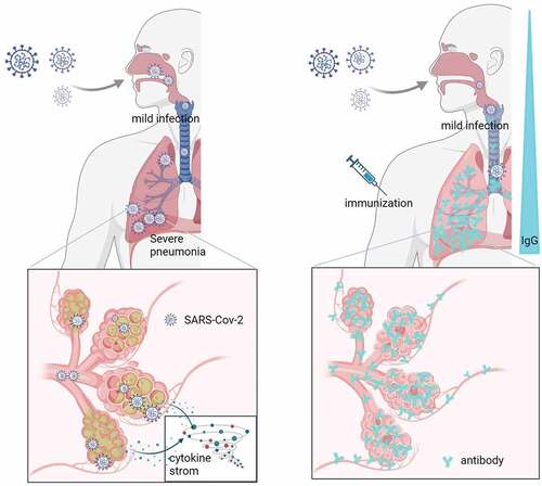 Figure 1. The mechanism of infection of SARS-CoV-2 and protection offered by COVID-19 vaccine immunization.