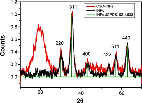 Figure 3 X-ray diffraction (XRD) patterns of nanoparticles.Notes: XRD pattern of oleic acid-coated iron oxide (Fe3O4) nanoparticles (black line). XRD pattern of chitosan oligosaccharide-functionalized iron oxide nanoparticles (CSO-INPs) (red line).Abbreviation: JCPDS, Joint Committee on Powder Diffraction Standards.