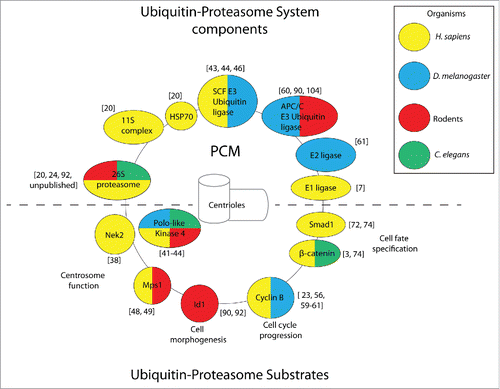 Figure 1. Components of the ubiquitin-proteasome system and substrates localize to the centrosome (composed of the marked PCM and centrioles) in a conserved manner. Representative examples. of ubiquitin-proteasome components (shown above the dashed line) and substrates (shown below the dashed line) are color-coded according to the organism in which centrosomal localization was observed. Citations for individual reports are provided in brackets.
