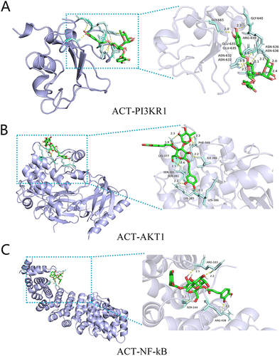 Figure 6 Molecular docking of ACT with PI3KR1 (A), AKT1 (B), and NF-κB (C) shown as 3D diagrams. The number indicates the length of the hydrogen bond.