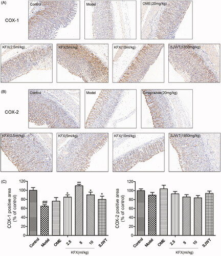 Figure 5. Effects of KFX on COX-1 and COX-2 expression levels in stomach tissue of WIRS-treated rats. (A, B) Photomicrographs of immunohistochemical staining for determination of COX-1 and COX-2 protein expression in gastric mucosa. (C) Quantitative assessment of COX-1 and COX-2 protein expression. The data were expressed as the means ± SD (n = 5). ##p < 0.01, compared with the control group; *p < 0.05, **p < 0.01 compared with the model group. KFX: Kangfuxin liquid; SJWT: Sanjiuweitai Granules; OME: Omeprazole.