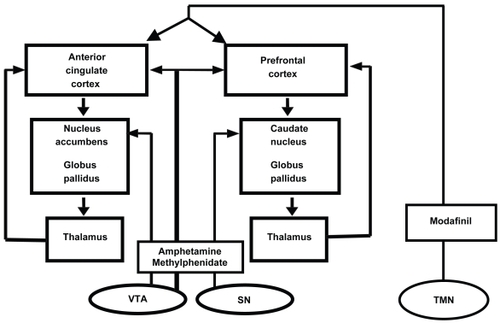 Figure 2 Indirect activation of the cerebral cortex by modafinil action on the tuberomammillary nucleus. Adapted from CitationSwanson et al (1998).