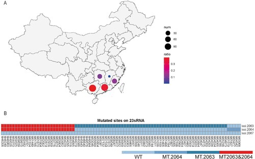Figure 5. Macrolide-resistance-mutation characterizations of MP in the recent prevalence in Southern China. Positive MP sequences were identified in 299 samples from five provinces in Southern China (A), and mutations were detected in macrolide-resistance hypervariable sites including loci 2063 and 2064 (B).