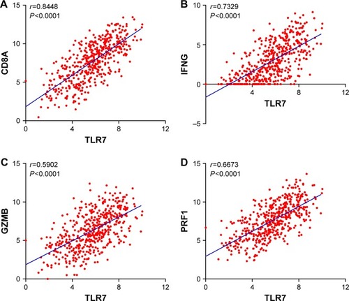 Figure 4 Correlation analysis between expression levels of TLR7 and CD8+ cytotoxic T-cell markers. Correlation analysis between (A) TLR7 and CD8A, (B) TLR7 and IFNG, (C) TLR7 and GZMB, and (D) TLR7 and PRF1.