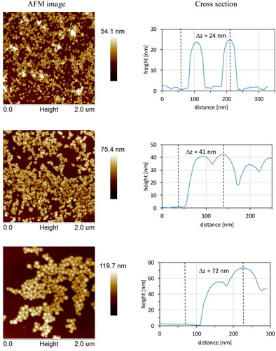 Figure 2. AFM images and corresponding cross-sectional profiles of selected PS-NPs.