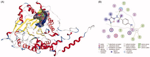 Figure 3. The interactions between Sulphisoxazole and endothelin receptor A from molecular docking. (A) The pocket is shown in electrostatics representation. (B) The two-dimensional schematic representation of the endothelin receptor A and Sulphisoxazole complex interactions. Red, yellow, blue and white ribbons: endothelin receptor A. The binding surfaces are identified in grey. The molecular structures of Sulphisoxazole is displayed by purple ball-and-stick models. Green lines indicate pi-pi stacking interactions, and purple dashed arrows represent sidechain hydrogen bond interactions. Polar and hydrophobic residues are depicted with green and pink circles, respectively.