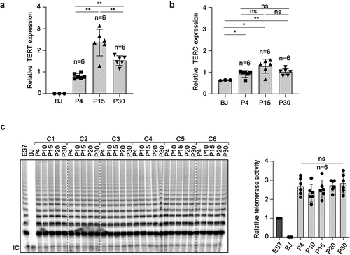 Figure 3. Telomerase is reactivated and maintained in hiPSCs.