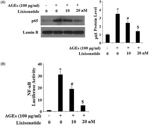 Figure 9. Lixisenatide ameliorates advanced glycation end products (AGEs)-induced activation of NF-κB. (A) Nuclear translocation of p65; lamin B was used as a positive control; (B) Luciferase activity of NF-κB (*, #, $, p < .01).