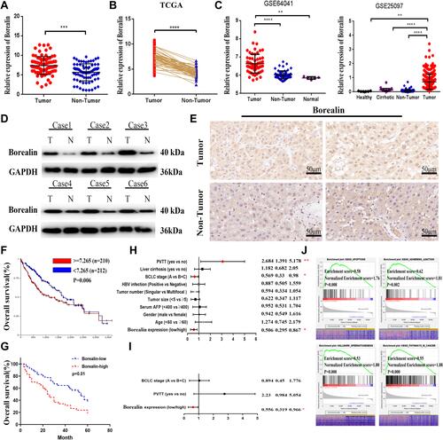 Figure 2 Borealin was upregulated in HCC tissues and correlated with poor survival. (A) Borealin was upregulated in the tumor tissues when compared with that in the non-tumor tissues in HCC by qRT-PCR analysis in 80 pairs tissues. (B) Borealin was highly expressed in HCC according to the TCGA data. (C) GSE64041 and GSE25097 databases displayed a higher expression of Borealin in the HCC tissues when compared with that in the non-tumor tissues. (D) WB revealed the protein expression of Borealin in the HCC tissues when compared with that in the non-tumor tissues. (E) IHC analysis showed the protein expression of Borealin in HCC tissues. (F and G) Kaplan-Meier analysis of overall survival rates of HCC patients in the TCGA database and our 80 tissue samples as stratified by Borealin expression. (H and I) Univariate and multivariate analyses with a Cox proportional hazard model for overall survival. (J) Representative signaling pathways of Borealin GSEA analysis. ES represents Enrichment score. NES represents Normalized Enrichment score. Error bars indicate SD. *p < 0.05; **p < 0.01; ***p < 0.001; ****p < 0.0001.