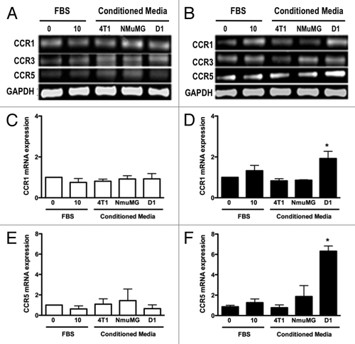 Figure 4. D1 mesenchymal stem cell conditioned media stimulated the mRNA expressions of CCR1 and CCR5 in 4T1 cells but not in NMuMG cells. The mRNA expression for CCR1, CCR3 and CCR5 was evaluated and quantified by RT-PCR in RNA collected from NMuMG (A, C, and E) and 4T1 (B, D, and F) cells following a 3 h incubation with controls and CMs from 4T1, NMuMG and D1 mesenchymal stem cells, respectively. The primer sequences are listed in Table 1. Serum-free (0% FBS) and 10% FBS media served as negative and positive control, respectively. Using experiments repeated at least three times, CCR1 (C and D) and CCR5 (E and F) mRNA expressions in NMuMG (C and E) and 4T1 (E and F) cells normalized to loading control (GAPDH) mRNA expression were quantified. The expression of CCR3 mRNA was unaffected regardless of the treatments (P > 0.05, not shown). Results expressed as fold increase compared with 0% FBS control were analyzed by one-way ANOVA and differences between treatment groups tested using the Student Newman–Keuls post-hoc test. *P < 0.05 compared with negative control (0% FBS).