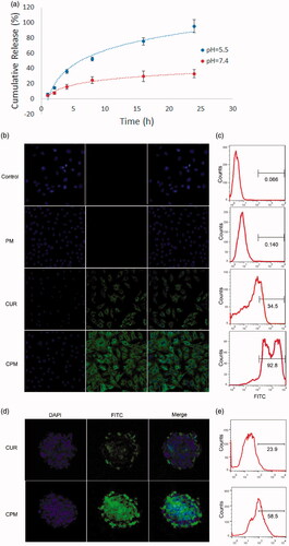Figure 2. Release profiles and uptake behavior in vitro. (a) Fluorescence emission spectra of curcumin release from CPM at pH 7.4 and 5.5, for different time periods from 0 to 24 h. (b) Cellular uptake of empty micelles (PM), free curcumin, or CPM by BT-549 cells (magnification, 200×). (c) Quantitative evaluation of fluorescence intensity in treated BT-549 cells based on flow cytometry. (d) Uptake of PM, curcumin or CPM by BT-549 spheroids (magnification, 160×). (e) Quantitative evaluation of fluorescence intensity in treated BT-549 spheroids using flow cytometry.