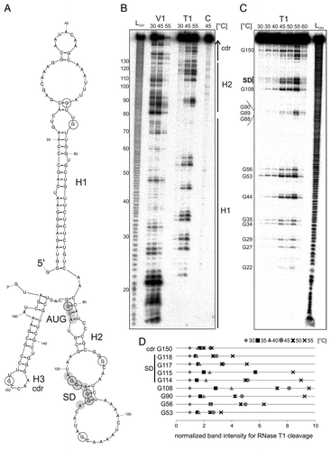 Figure 8. Temperature-dependent structural alterations of the hspA-5′UTR. (A) Model of the T. elongatus hspA-5′UTR and 40 Nt coding region as well as the first two Nt of the blunt end restriction site HpyCH4v according to a secondary structure prediction computed with mfold.Citation86 The structure exhibits two RNA hairpins H1 and H2 in the 5′UTR, the second containing SD region and AUG start codon, as well as a third H3 in the coding region. SD sequence und AUG start codon are highlighted by gray circles. Black encircled Nt are referred to in the quantification in (D). (B) Enzymatic structure probing of the hspA-5′UTR with 40 Nt coding region. In vitro transcribed RNA was 5′labeledCitation81 and subjected to partial digestionCitation82 with RNase V1 (0.001U) and T1 (0.002U) at the indicated temperatures. For the control, (C) A. dest was added instead of enzyme. An alkaline ladder (LOH) was loaded for orientation. Samples were separated on an 8% denaturing polyacrylamide gel. (C) Temperature stability of the hspA RNA structure. Labeled RNA was digested by RNase T1 (0.002U) within a temperature range from 30–60 °C in 5 degree steps. The probing reveals slight accessibility of the SD region for RNase T1 at 45 °C and high susceptibility at 55 °C. Please note that RNase T1 was inactive at 60 °C. (D) Quantification of altered RNase T1 cleavage intensity between 30–55 °C for selected guanines. Band intensities were quantified from (C) using the Alpha Ease software (Alpha Innotech, Biozym). Shown are relative intensities for each Nt position with band intensity at 30 °C set as 1. cdr, coding region.