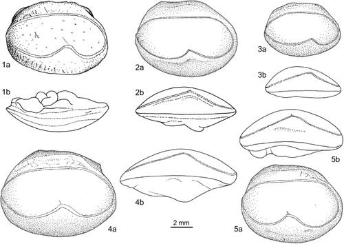 Figure 6. Sirembo (right otoliths): (1) Si. amaculata, ZMUC P77717, paratype SL 297 mm (1a median view, 1b dorsal view); (2) Si. imberbis, ZMUC P77753, SL 171 mm (2a median view, 2b ventral view); (3) Si. jerdoni, ZMUC P77745, SL 130 mm (3a median view, 3b ventral view); (4) Si. metachroma, QM I. 23906, SL 300 mm (4a median view, 4b ventral view); (5) Si. wami, WAM P.22339.001, holotype, SL 252 mm (5a median view, 5b ventral view).