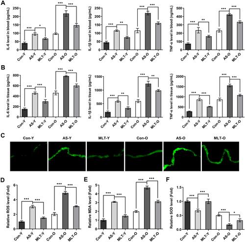 Figure 2 MLT alleviates vascular aging-related inflammatory response and oxidative stress in ApoE−/− mice. Young-male ApoE−/− mice and aged-male ApoE−/− mice were received high fat diet (HFD) to induce atherosclerosis and intraperitoneally injected with melatonin (MLT; 20 mg/kg/d) for treatment. (A) ELISA assay on the pro-inflammatory cytokines, including IL-6, IL-1β and TNF-α in blood. (B) ELISA analysis on the pro-inflammatory cytokines, including IL-6, IL-1β and TNF-α in blood vessel tissues. (C and D) The level of ROS in blood vessel tissues was detected using its assay kit. (E and F) The level of MDA and SOD in blood vessel tissues was detected using their commercial kits. N=3. *, **, ***p<0.05, 0.01, 0.001.