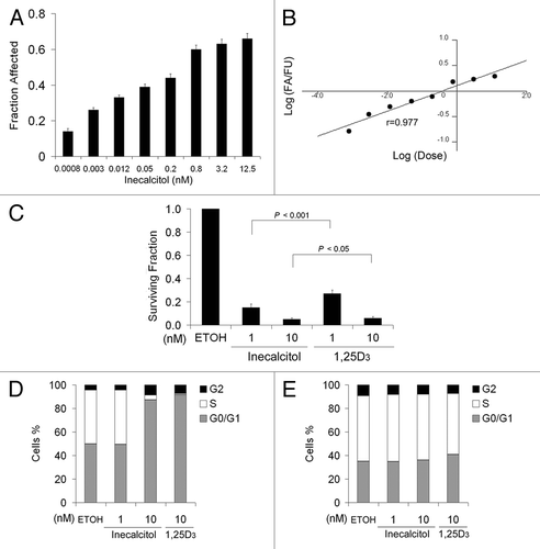 Figure 2. Inecalcitol has greater growth inhibitory effect on SCC than 1,25D3 in vitro. (A) SCC cells were treated with increasing doses of inecalcitol (0.0008–12.5 nM) for 48 h and subjected to MTT assays. Fraction affected (FA) was calculated as 1-(MTT value of the treatment cells)/(MTT value of EtOH-treated cells). (B) Median-effect blot generated using CalcuSyn software to determine the IC50 of inecalcitol. (C) SCC cells were treated with EtOH, inecalcitol, or 1,25D3 and subjected to in vitro clonogenic assaysf. The clones were fixed, stained and counted on day 9. Results are the mean ± SD of triplicate determinations and are representative of three independent experiments. (D and E) SCC (D) or SCC-DR (E) cells were treated with EtOH, 1 or 10 nM inecalcitol, or 10 nM 1,25D3 for 48 h. Cell cycle was examined by PI staining using flow cytometry. Results are representative of three independent experiments.