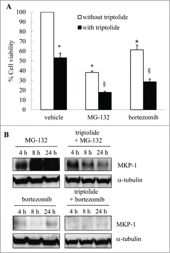 Figure 5. The non-specific MKP-1 inhibitor triptolide reduces breast cancer cell growth and augments proteasome inhibitor-induced effects. MDA-MB-231 cells were treated with vehicle, MG-132 (10 μM) or bortezomib (10 nM); in the absence or presence of triptolide (1 μM) for 4, 8 and 24 h. (A) Cell viability was measured by MTT assay at 24 h and results expressed as% cell viability compared to cells treated with vehicle alone (designated as 100%). Statistical analysis was performed using the Student's unpaired t test, where * denotes a significant effect on cell viability, and § denotes enhanced effects of proteasome inhibitors in the presence of triptolide (P < 0.05). Data are mean+SEM values from n = 4 independent experiments. (B) Western blotting was performed at 4, 8 and 24 h using specific antibodies against MKP-1 (with α-tubulin used as the loading control) where results are representative Western blots of n = 3 independent experiments.