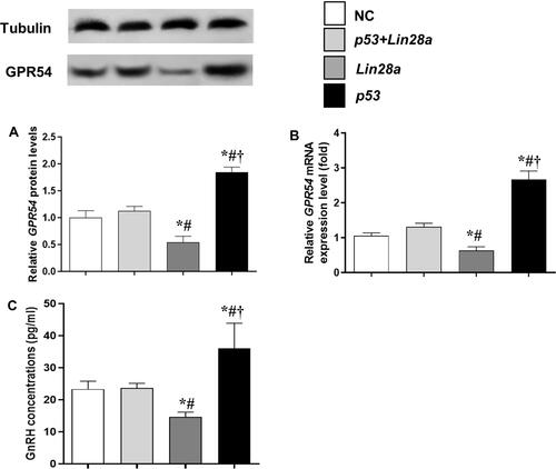Figure 3 The protein and mRNA expression levels of GPR54 in GT1-7 cells with p53 and/or Lin28a overexpression after kisspeptin stimulation. (A, B) are the relative protein and mRNA levels of GPR54, respectively. (C) Is the GnRH concentrations in the cell culture media. Results are expressed as mean±SD; *p<0.05 vs control; #p<0.05 vs cells with both p53 and Lin28a overexpression; †p<0.05 vs cells with Lin28a suppression.