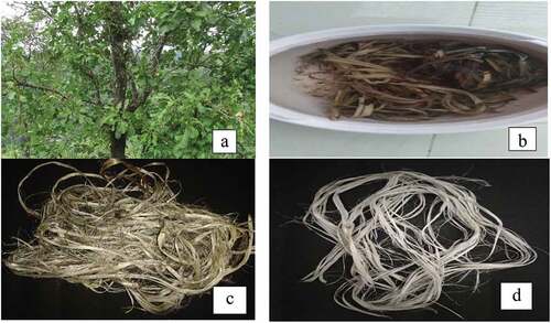 Figure 1. (a) Careya arborea tree (b) retting process (c,d) extracted careya arborea fiber.