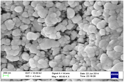 Figure 2. Scanning electron micrograph (SEM) of Zn0.7MnxNi0.3−xO (x = 0.1) sample.