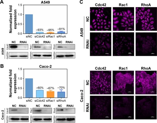 Figure 4 The qPCR and Western blot analysis of Cdc42, Rac1, and RhoA in A549 cells (A) and Caco-2 cells (B). Immunofluorescence analyses of the expression of Cdc42, Rac1, and RhoA in A549 cells and Caco-2 cells (C). Scale bar =50 μm.Abbreviation: NC, negative control.