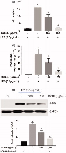Figure 1. Effect of TGSBE on LPS-induced NO production and iNOS expression in RAW264.7 cells. (a) cells were treated with indicated concentrations of TGSBE for 1 h, followed by LPS (0.5 μg/mL) for 24 h. Afterwards, cell-free supernatant was collected and the amount of NO was quantified by Griess method using a standard solution of sodium nitrite prepared in the same cell-culture medium. (b) the mRNA levels of iNOS was determined by RT-PCR. (c) Whole cell lysates were subjected to SDS-PAGE and the protein levels of iNOS was determined by Immuno-blot analysis. Data represent mean ± SD from three separate experiments. *p < 0.05, significant compared to control, #p < 0.05, significant compared to LPS alone treated group.