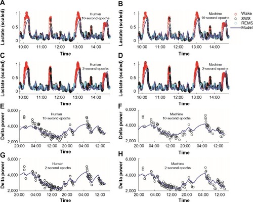 Figure 7 Homeostatic modeling of lactate data and SWA scored by human or machine.