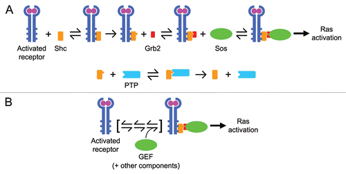 Figure 1 Mathematical descriptions of the same biology can vary in mechanistic complexity. Both panels here depict the same subprocess encountered in growth factor receptor signaling networks: receptor-mediated recruitment of guanine nucleotide exchange factor (GEF) activity, which promotes conversion of the small GTPase Ras to its GTP-bound form. (A) A minimal mass-action description requires explicit accounting of all molecular constituents (as described in the text), resulting in a large number of adjustable parameters. (B) A coarse-grained description instead considers only the association of the GEF with the receptor complex, limited by the availability of a certain, sparingly abundant component (the GEF itself or an intermediary adaptor). Other steps in the formation of the complex are effectively lumped.