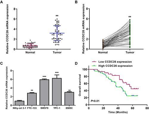 Figure 1 CCDC26 is upregulated in thyroid cancer tissues and cell lines. (A and B) CCDC26 expression measured by qPCR in thyroid cancer tissues (n=50) and adjacent normal tissues (n=50). (C) CCDC26 expression assessed by qPCR in Nthy-ori 3–1, FTC-133, SW579, TPC-1, and 8505C cells. (D) The correlation of CCDC26 expression with overall survival (OS) of thyroid cancer patients analyzed by Kaplan-Meier analysis. Data are presented as mean ± SD. Statistic significant differences were indicated: **P < 0.01, ***P < 0.001.