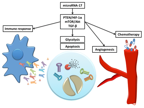 Figure 1. By targeting multiple pathways, microRNA networks such as miR-17-associated pathway play a key role in regulating stress response of cancer cells. These stresses may come from chemotherapy treatment, lack of blood supply, cell apoptosis and immune attack. To respond to these stresses, miR-17 could mediate drug resistance, angiogenesis, cell survival and immune evasion.