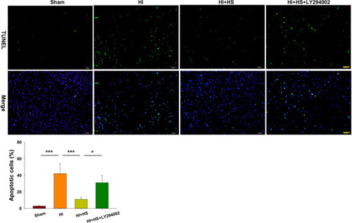 Figure 4 HS attenuates apoptosis via the Akt pathway. TUNEL staining (green) was used to investigate neuronal survival as determined at 3 days after HI exposure. Three randomly selected images (× 20) were captured from each section per animal. Scale bar = 50 µm. N=4/group. Values represent the mean ± SD, *p < 0.05, ***p < 0.001 according to ANOVA.