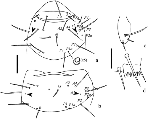 Figure 6. Acerentulus panamensis sp. nov. (a) pro- and mesonotum with detail (magnif. 5×) of seta P1a; (b) metanotum; (c) abdominal appendage II; (d) comb on tergite VIII. Scale bars: (a, b) 50 µm, (c, d) 20 µm. Figures (a‒d): holotype. Abbreviations of setae names: A = anterior, a = accessory, M = median, P = posterior. Abbreviations of pore names: sl = sublateral.