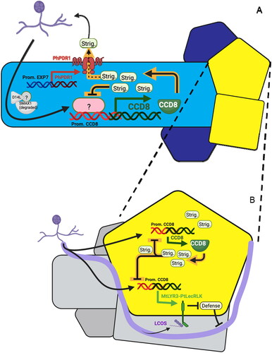 Figure 4. Multiple uses for the AM-inducible expression of native strigolactone synthesis gene CCD8. (A) Transgenic expression in trichoblasts (light blue) of the strigolactone exporter PhPDR1 allows their secretion into the soil rather than accumulation upon sensing of AM fungus. This also mitigates negative autoregulation of strigolactone synthesis due to intracellular accumulation, and permits a positive feedback loop to form between secretion of strigolactones and recruitment of AM fungus. Limiting expression to trichoblasts via cell-type-specific promoter such as pEXP7 avoids secretion from atrichoblasts (dark blue) or cortical cells (yellow), reducing undesired effects from the plant hormone activity of strigolactones. (B) Expression of the proposed AM-fungus-specific chimeric sensor kinase MtLYR3-PtLecRLK under the native pCCD8 promoter places regulation of MtLYR3-PtLecRLK under the negative feedback loop that governs strigolactone accumulation in all cells except modified trichoblasts as described in (A). This provides a means to spatially and temporally limit the potentially dangerous defense-reducing effects of MtLYR3-PtLecRLK to sites of active AM fungus colonization.