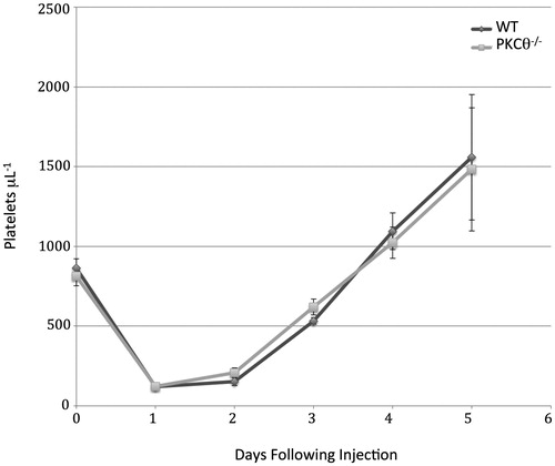 Figure 2. PKCθ does not influence recovery from immune thrombocytopenia. PKCθ−/− and WT littermate control mice were injected with mouse anti-CD41 antibody to reduce platelet counts. Platelet recovery was monitored every 24 hours for 5 days.