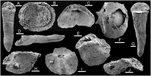 Figure 4. Hyoliths from the Bystraya Formation, Uslon section, Georgievka, eastern Transbaikalia. A, D, G, Microcornus eximius Duan, Citation1984. A, D, PMU 39292, from sample У1. G, PMU 39293, from sample 7000/44. B, Majatheca sp., PMU 39294, from sample У1. C, Operculum 2, PMU 39295, from sample У1. E, H, I, J, Triplicatella uslonica sp. nov., PMU 39296, holotype, from sample T2.6-1. F, Parkula bounites Bengtson in Bengtson et al., Citation1990, PMU 39297, from sample 7000/44. Scale bars: 100 µm, except C (200 µm).