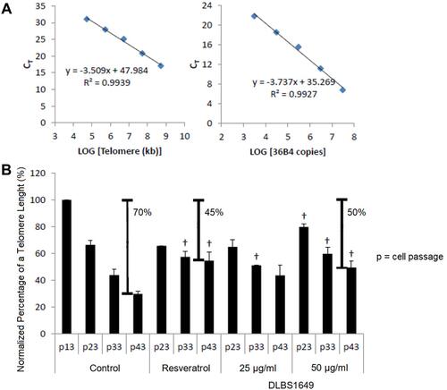 Figure 2 Effect of DLBS1649 (25 µg/mL and 50 µg/mL) on telomere length. (A) Standard curves for telomere and 36B4 generated from R2: 0.993 and 0.993, respectively. (B) Posttreatment telomere length from cell passages 13, 23, 33, and 43. Decreased telomere lengths at passage 43 are indicated. †p<0.05.