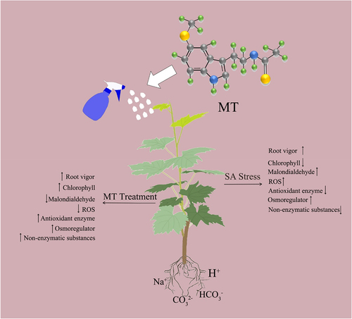 Figure 9. Diagrammatic representation of the defense mechanisms of grape seedlings against saline and alkaline stress.