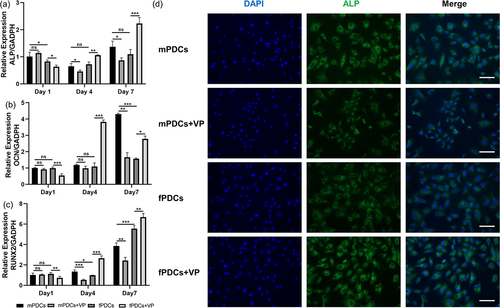 Figure 4. YAP inhibiter verteporfin decreased the osteogenic phenotype of mPDCss but enhanced the osteogenic differentiation of fPDCs at the mRNA level. Four groups of cells were treated with an osteogenic induction medium for 1, 4, and 7 days. (a, b and c) the mRNA expression of osteogenesis related genes, ALP, OCN, and RUNX2 was detected through a real‐time polymerase chain reaction. (d) The ALP immunofluorescent staining images of different groups cultured with osteogenic medium for 7 days. Scale bars = 100 μm. All quantitative analysis stood for three repeated tests. *p < 0.05; **p < 0.01; ***p < 0.001; ns, no significance.