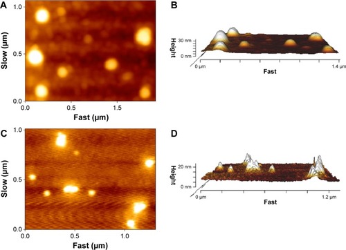 Figure 6 Atomic force micrographs of AuNPs (A, B) and GlcN-AuNPs (C, D).Notes: (A) and (C) show the particle height and (B) and (D) represent three-dimensional images of the nanoparticles. Both of the formulations showed nanoparticles with a spherical shape.Abbreviations: AuNPs, gold nanoparticles; GlcN-AuNPs, glucosamine-functionalized gold nanoparticles.