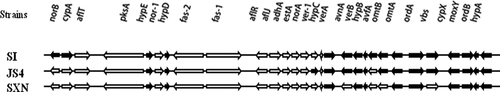 Figure 1. Aflatoxin biosynthesis pathway genes absent patterns of potential biocontrol agents.