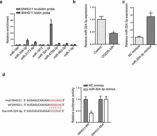 Figure 3. miR-324-3p is a target of SNHG11. (a) The potential miRNAs that could bind with SNHG11 were predicted through starBase website with the condition (CLIP Data: high stringency (≥3)). The binding ability of miRNAs to SNHG11 was confirmed through RNA pull-down assay. (b) MiR-324-3p expression was tested through RT-qPCR. (c) The overexpression efficiency of miR-324-3p was verified through RT-qPCR. (d) The binding ability between SNHG11 and miR-324-3p was detected through the luciferase reporter assay. *P < 0.05