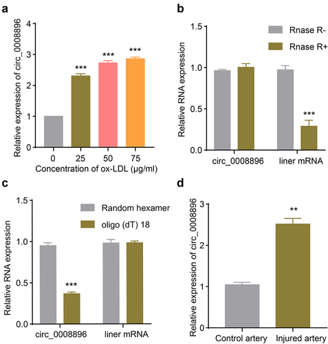 Figure 1. Hsa_circ_0008896 was up-regulated in VSMCs stimulated with ox-LDL and the wire injured femoral artery. (a) VSMCs were treated with different concentrations of ox-LDL. The expression level of hsa_circ_0008896 was then determined using quantitative PCR. (b) The expression levels of hsa_circ_0008896 and liner mRNA after Rnase R treatment were determined using quantitative PCR. (c) Hsa_circ_0008896 and liner mRNA amplified using random hexamer or oligo (dT) 18. The expression levels hsa_circ_0008896 and liner mRNA were detected using quantitative PCR. (d) The expression level of hsa_circ_0008896 in the wire injured femoral artery in mice was determined using quantitative PCR. **P < 0.01, ***P < 0.001.