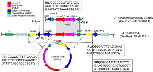 Figure 2 Genetic organization of scaffolds containing mcr-3.6 obtained from Aeromonas veronii strain w55 in this study, and structural comparison with A. allosaccharophila IMT43045 (GenBank accession no. MF598076.1). The positions and orientations of the genes are indicated by arrows, with the direction of transcription shown by the arrowhead. Grey shading indicates >99% nucleotide sequence identity. The genetic structure of transposon Tn6518 is shown in circular form.