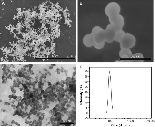 Figure 1 Scanning electron microscopy images of pure paclitaxel nanoparticles (PPN) (A and B), transmission electron microscopy (C) images of PPN, and particle size distribution of PPN50 (D).