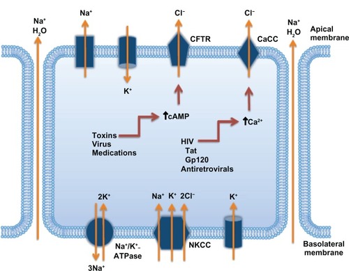 Figure 2 Mechanisms involved in the development of secretory diarrhea.